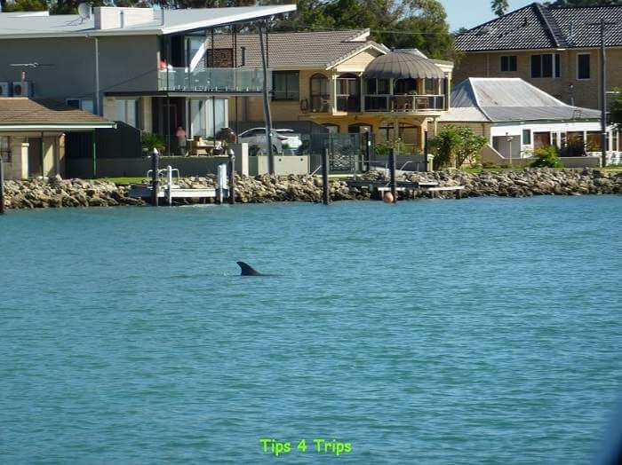 Some Mandurah cruise you only get a glimpse of a dolphin