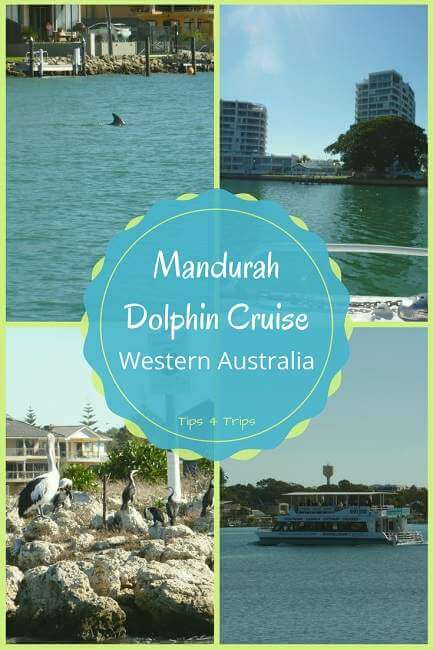 See Perth dolphins on a Mandurah Dolphin Cruise