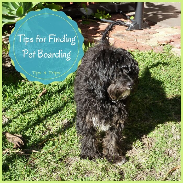 travel tips for finding a pet boarding kennel when you next go on holiday.