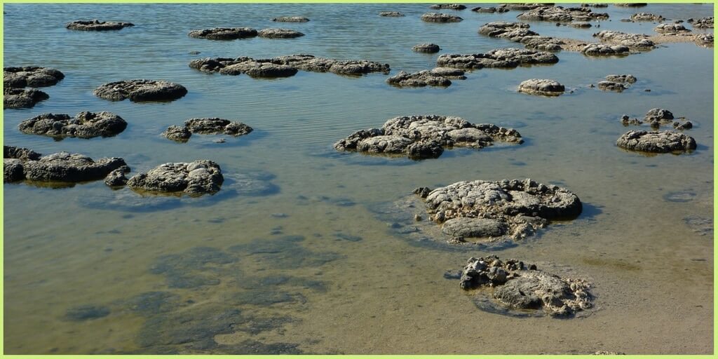 Lake Thetis boasts examples of 3500-year-old stromatolites and thrombolites. Learn what to expect at Lake Thetis located near Cervantes and the Pinnacles.