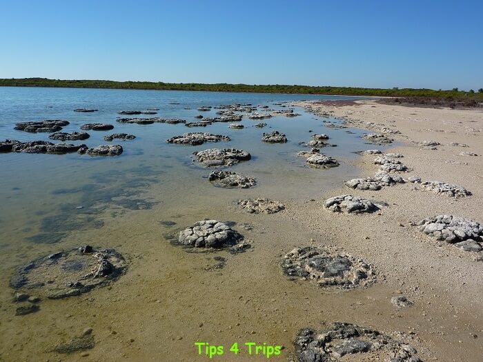Looking acroos he 3500-year-old stromatolites at Lake Thetis. Learn what to expect at Lake Thetis located near Cervantes and the Pinnacles.