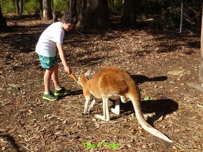 Reviewing the animal feeding at our Pemberton farm stay in teh Southern forests region of Western Australia
