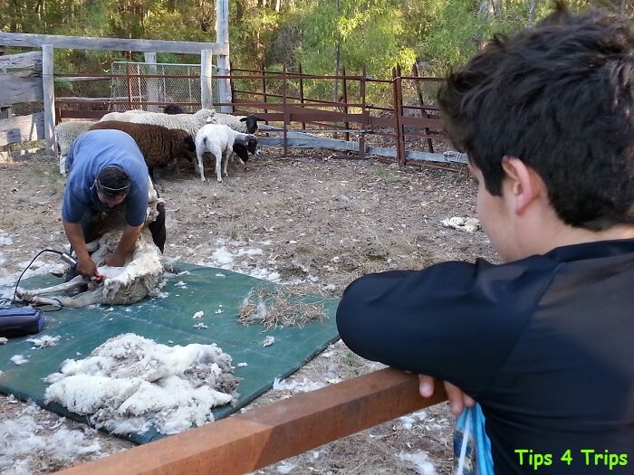 watching and getting involved with farm chores during a Pmberton farm stay at Diamond Forest Cottages