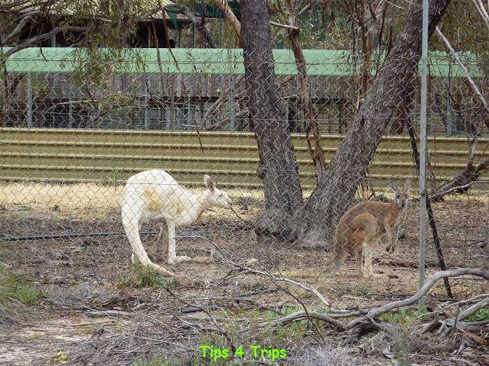 One white kangaroo and one red kangaroo at wave Rock wildlife park