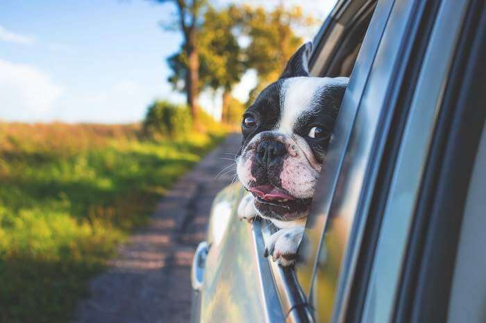 dog hanging out car window during country road trip