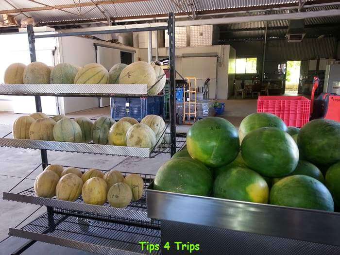 Fresh melons for sale in a Swan Valley fruit growers stall