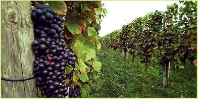 Grape vines part of the food in Swan valley wine region