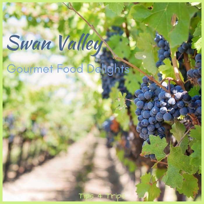 Purple grapes on vines in the Swan Valley, Western Australia