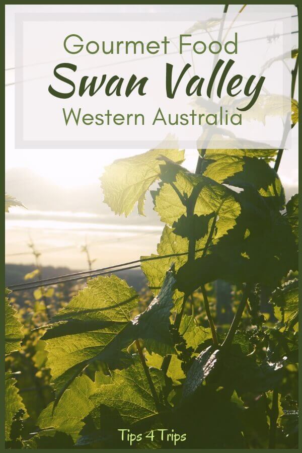 Grape vines in the Swan Valley food region Western Australia