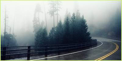 Fog behind trees in front of bend in road