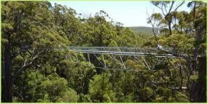 The tree top walkway in the Valley of the Giants WA