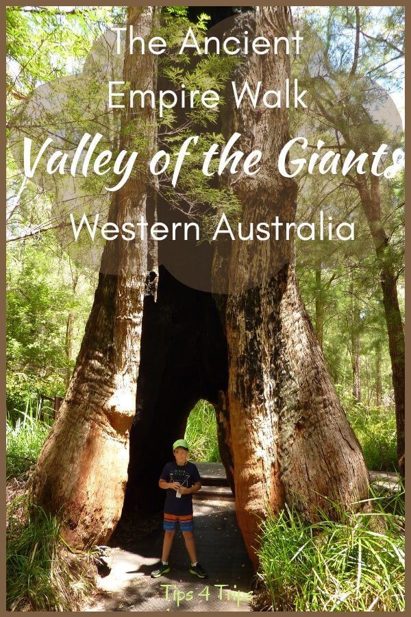 Walking through the red Tingle trees in the Valley of the Giants Western Australia