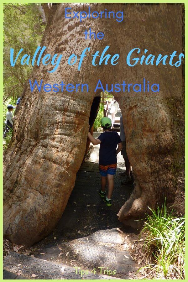boy walking through giant tingle tree trunk