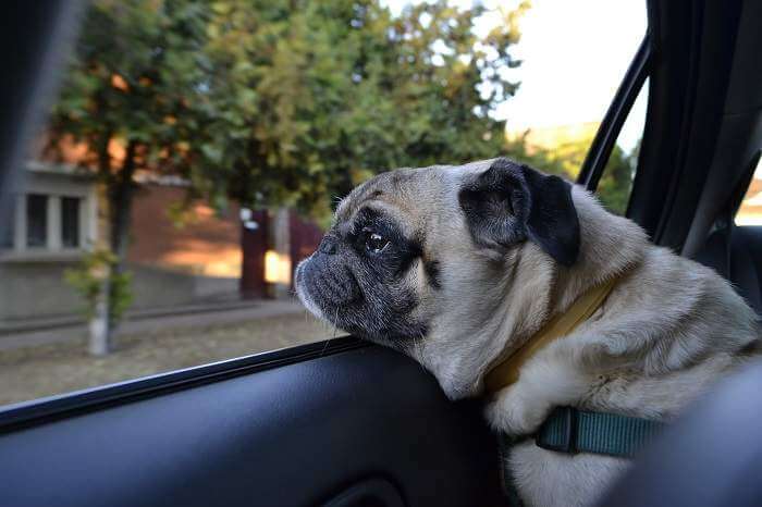 pug dog looking out car window strapped in car harness to stay safe on long drives