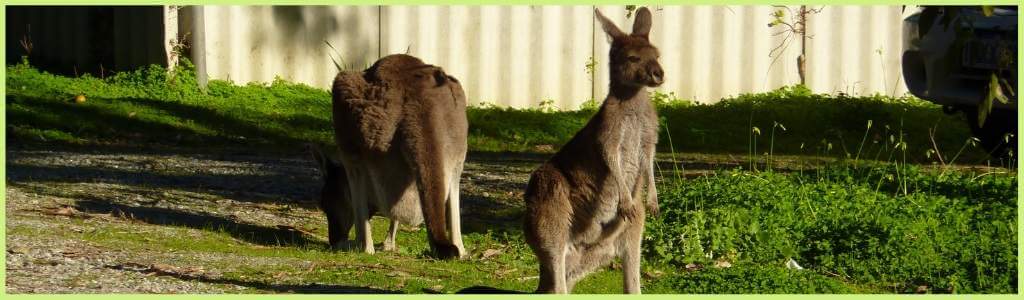 Two kangaroos seen on a trip in Australia
