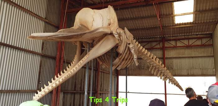 Skeleton of a whale at the Historic Whaling Station, Albany