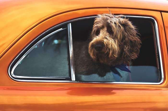 A brown poodle dog in a car