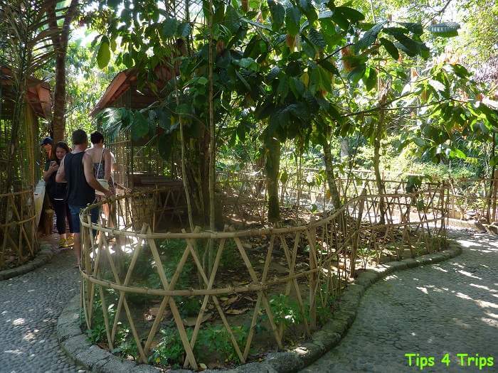 walking through the Bali agrotourism spice gardens which are fenced with bamboo