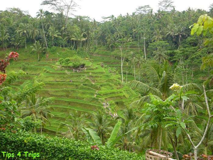 people walking up and down throught Ubud rice terraces