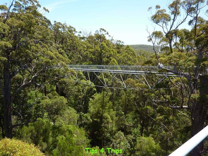 the steel walkway that forms the treetop walk across the canopy of the trees