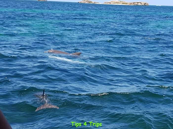 two dolphins swimming in the waters of Shoalwater Marine park