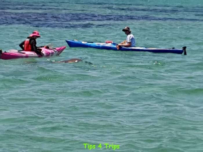sea lions playing near kayaks