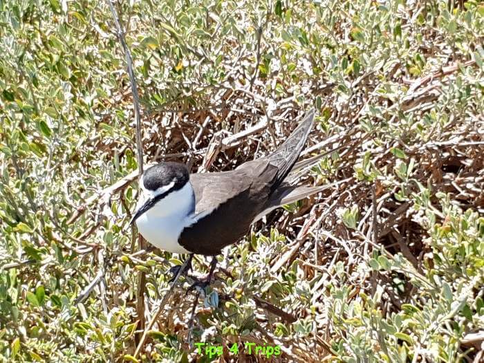 Bridled tern bird on penguin island