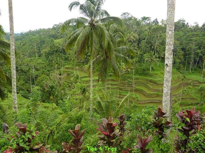 green rice terraces in Bali with red plants in the foreground