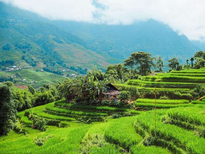 rice paddies terraced down mountain side in Vietnam