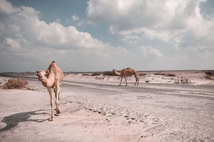 two camels walking along white sandy desert in Oman