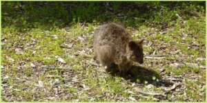 quokka marsupial animal