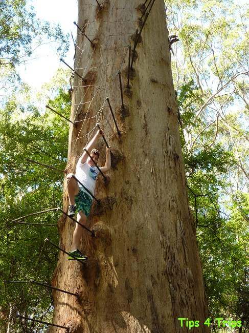 boy climbing up stake ladder of Gloucester Tree