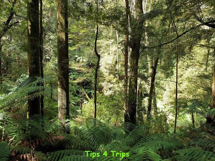 tall trees and large fern trees below