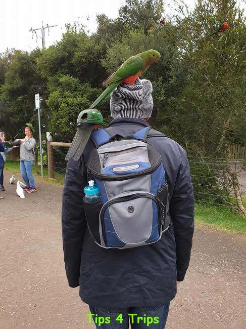 parrots on persons head