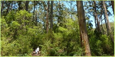man and boy walking through Pemberton Western Australia forests