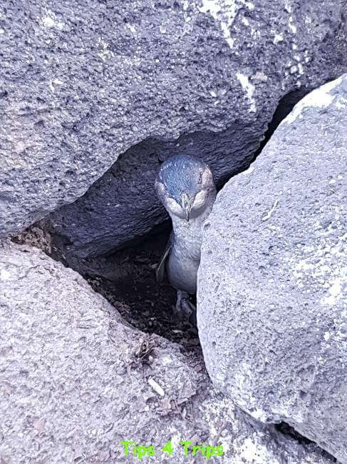 Little penguin looking out of rocks at St Kilda