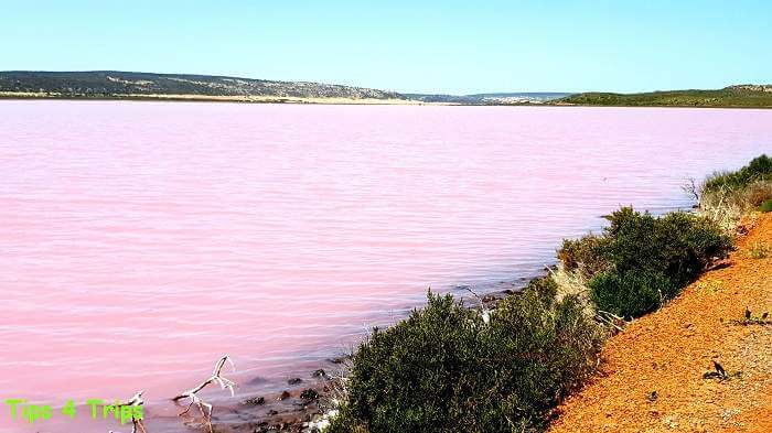 A pink coloured lake