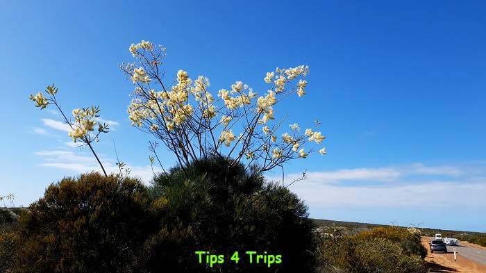 West Australian wildflowers grevillea