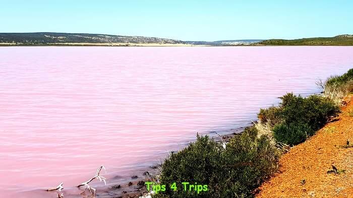 bright pink lake at Hutt Lagoon