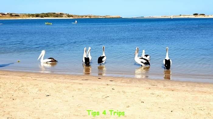 seven pelicans on the white sandy foreshore one of the first Kalbarri attractions to see
