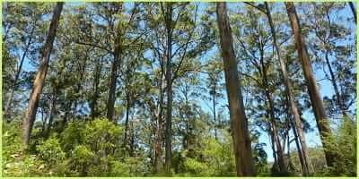 Guide to the WA Southern Forests Attractions