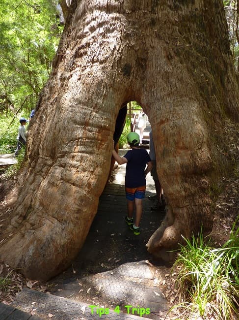 boy walking through a giant tingle tree at Valley of the Giants in South WA