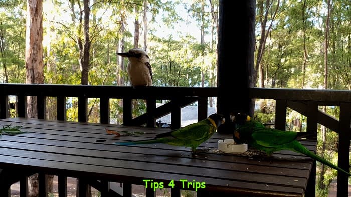 Kookaburra and green parrots eating at outdoor table on the balcony of Karri Valley chalets