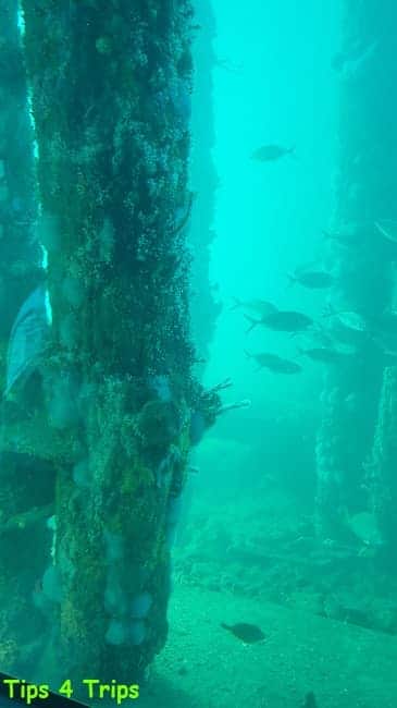Coral formation on jetty pylons and fish swimming in green water