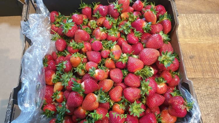 large tray of big red strawaberries