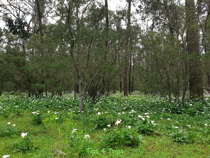 a carpet of lilies under tall Tuart trees in the Ludlow Tuart Forest Busselton